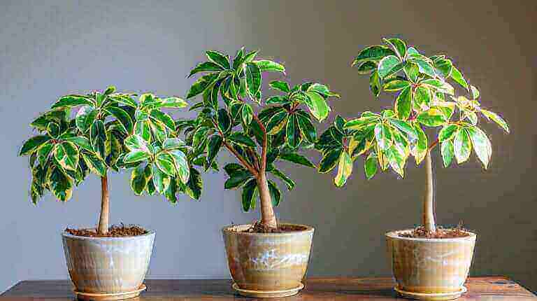 The Best Soil And Pot Size For Your Indoor Schefflera Umbrella Plant