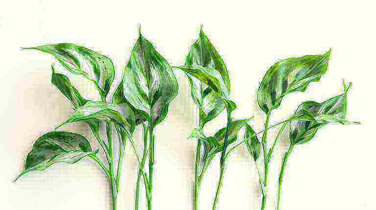 Troubleshooting Common Issues with Ctenanthe: Never Never Plant Care Guide