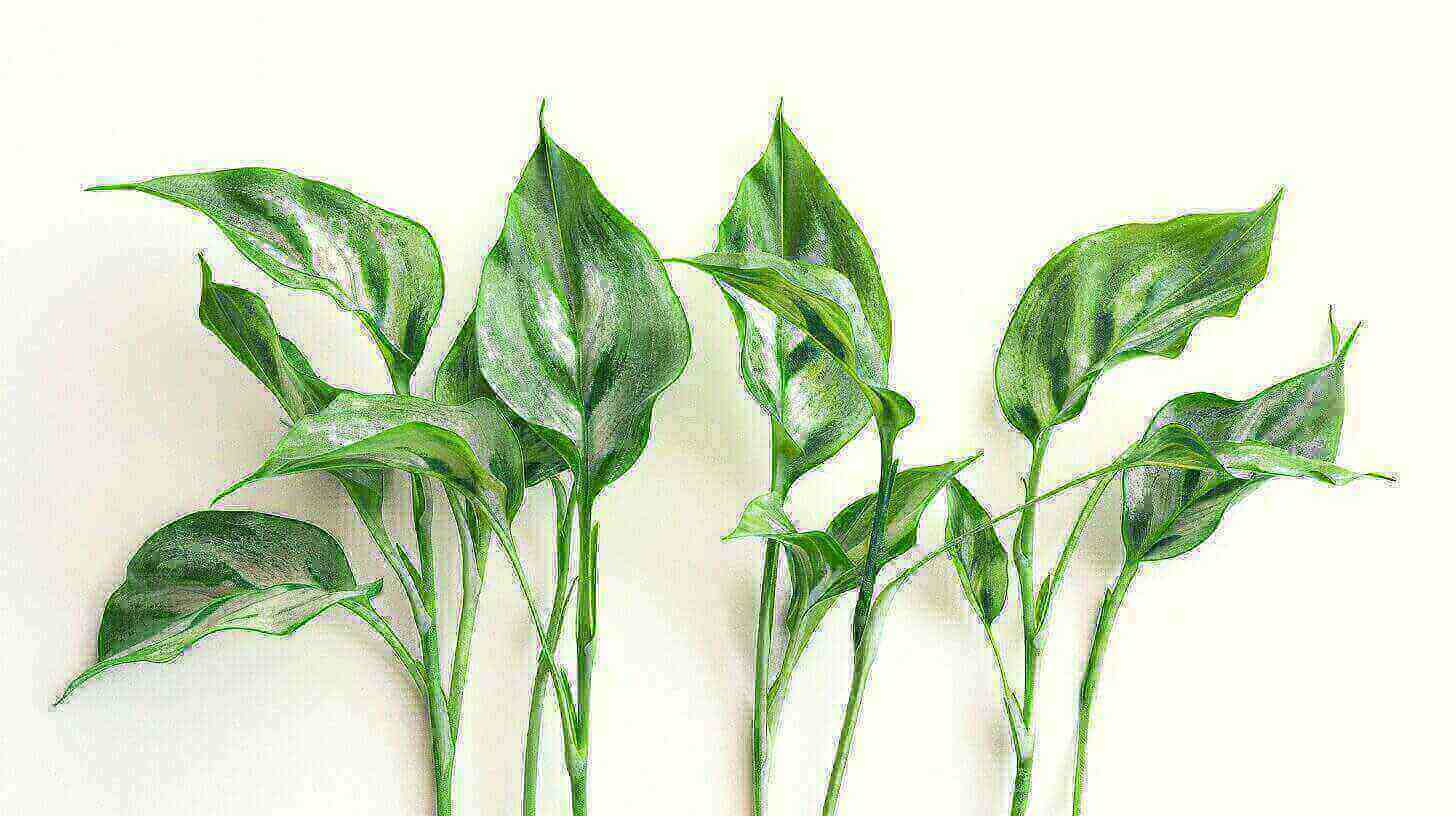 Troubleshooting Common Issues with Ctenanthe: Never Never Plant Care Guide